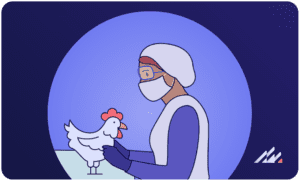 Doctor handling a chicken for bird flu